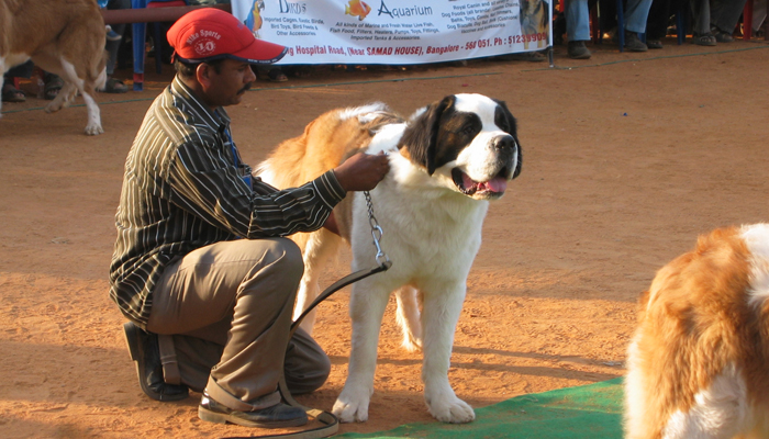 Image Caption